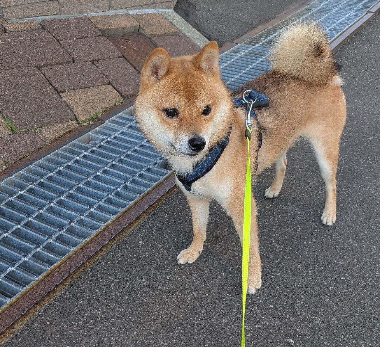 排水溝の前で必ず止まるごんくん