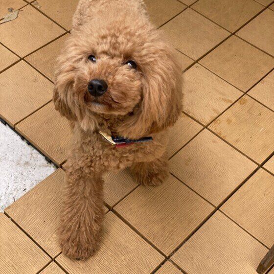 立って見上げる犬(トイ・プードル、オス)