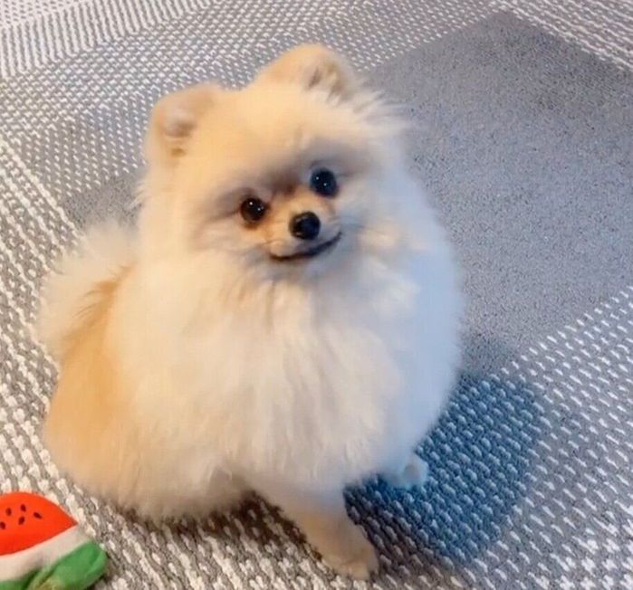 見つめるもこちゃん