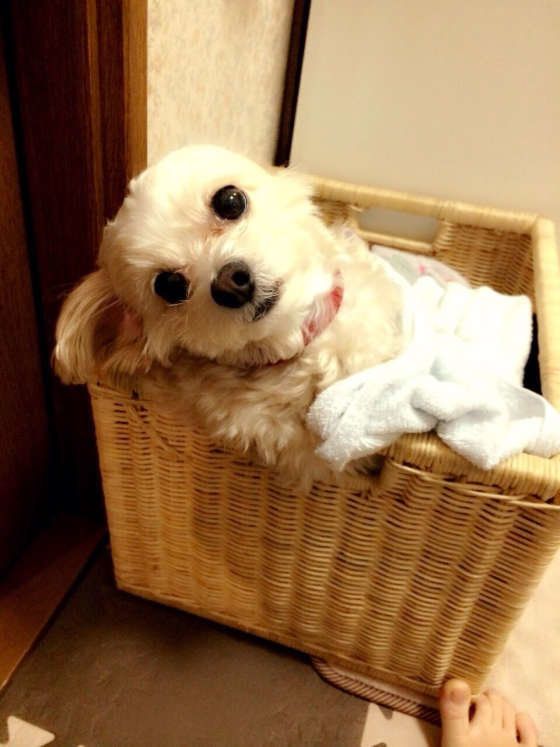 脱衣所のかごにてご主人を待つMIX小型犬のころん