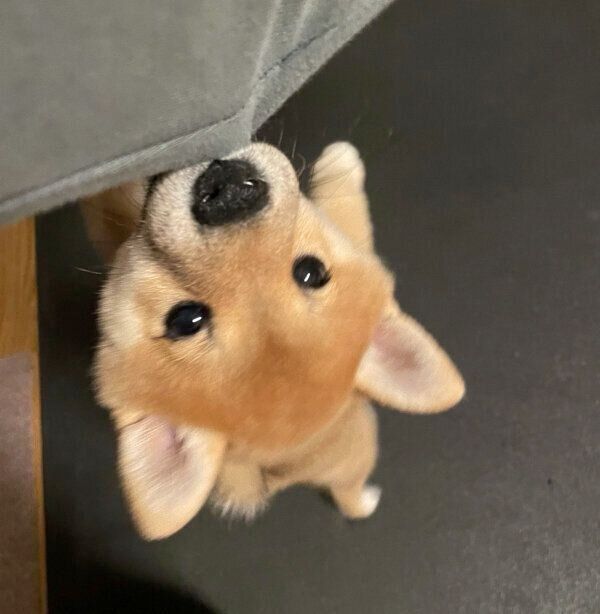 パジャマの袖を噛むはなこちゃん