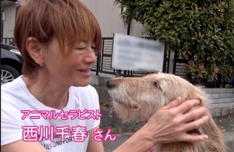 アニマルセラピストの紹介（アニマルセラピーの動画より）