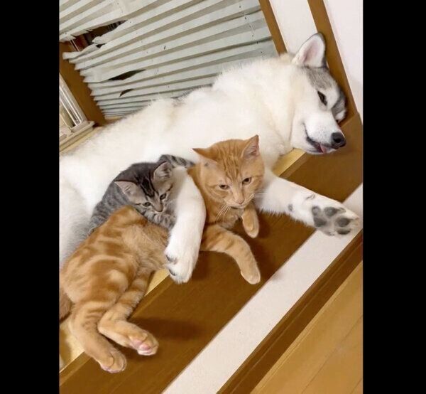 ユキちゃんのそばでくつろぐ子猫たち