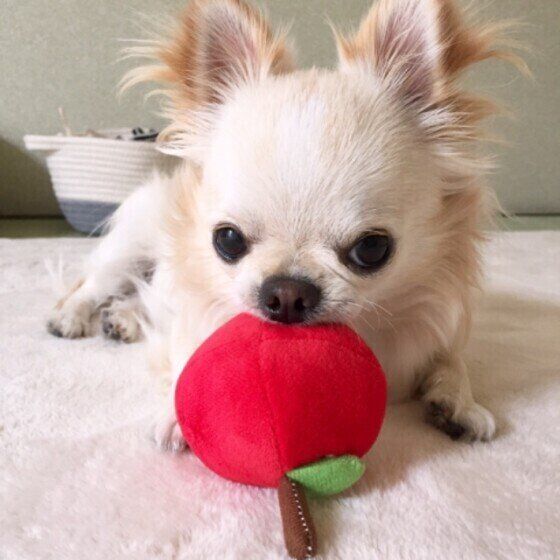 秋の果物・野菜　愛犬が食べてよいモノ悪いモノリスト いぬのきもち