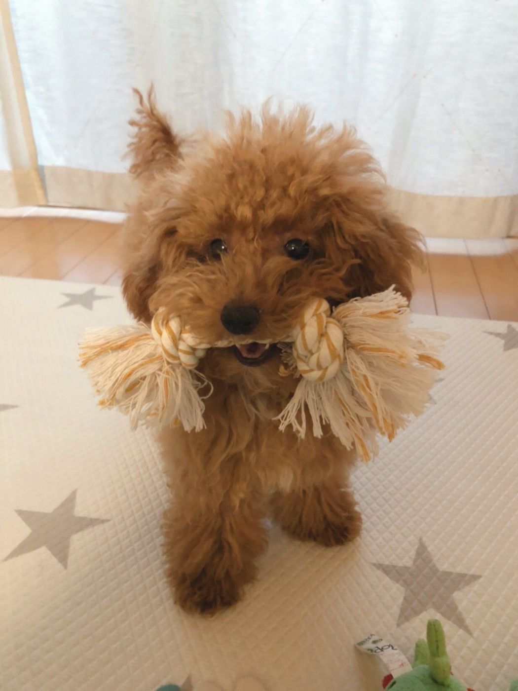 私のすべての道は犬に通ず 犬が好きすぎる 私の犬歴史 新連載 Djまっぴーの 犬が好きすぎて Vol 1 いぬのきもちweb Magazine 私のすべての道は犬に通ず 犬が好きすぎる 私の犬歴史 新連載 Djまっぴーの 犬が好きすぎて Vol 1 いぬのきもちweb Magazine