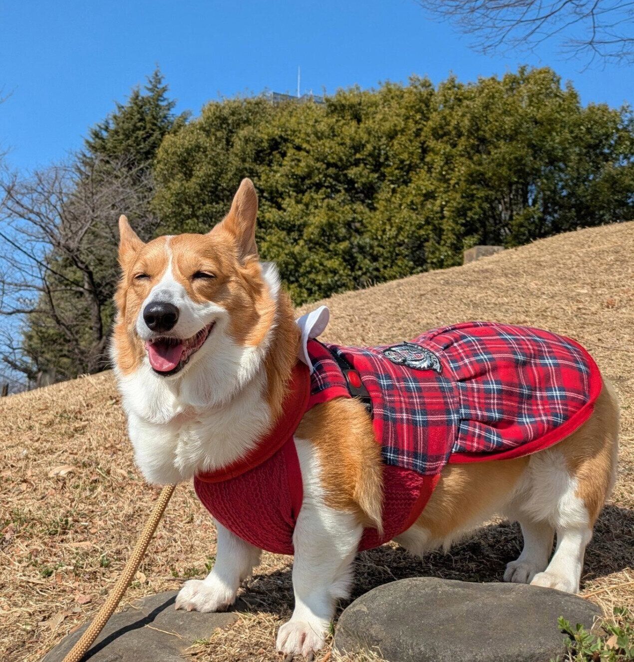 ニコニコ顔のこまちちゃん