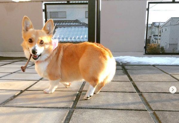 元保護犬・コーギーのゆずちゃん