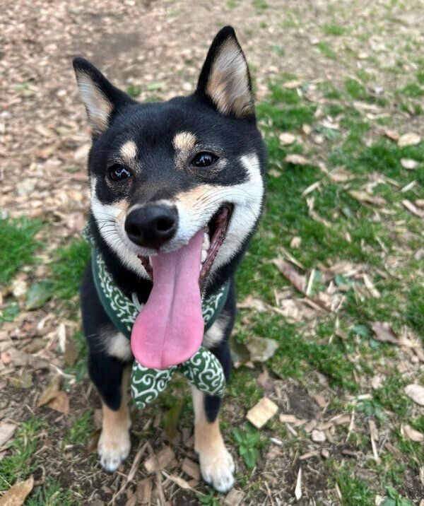 笑顔が可愛いごまちゃん