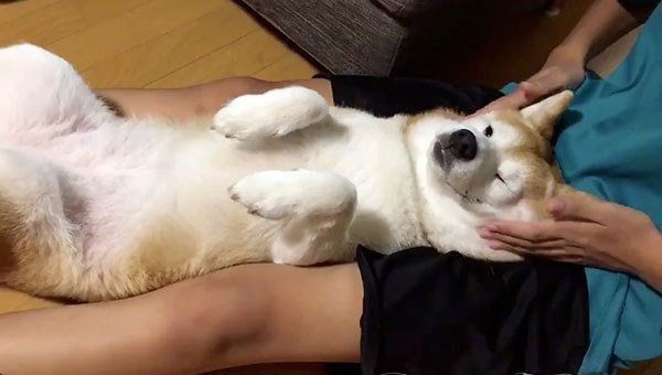 マッサージされる柴犬