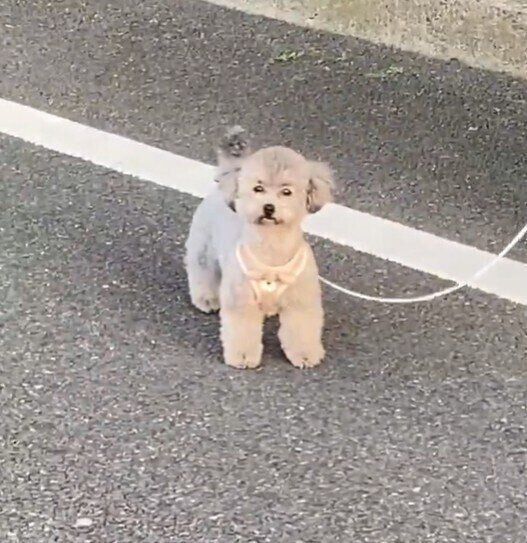 “父”をじーっと見つめ立ち尽くすあたりちゃん