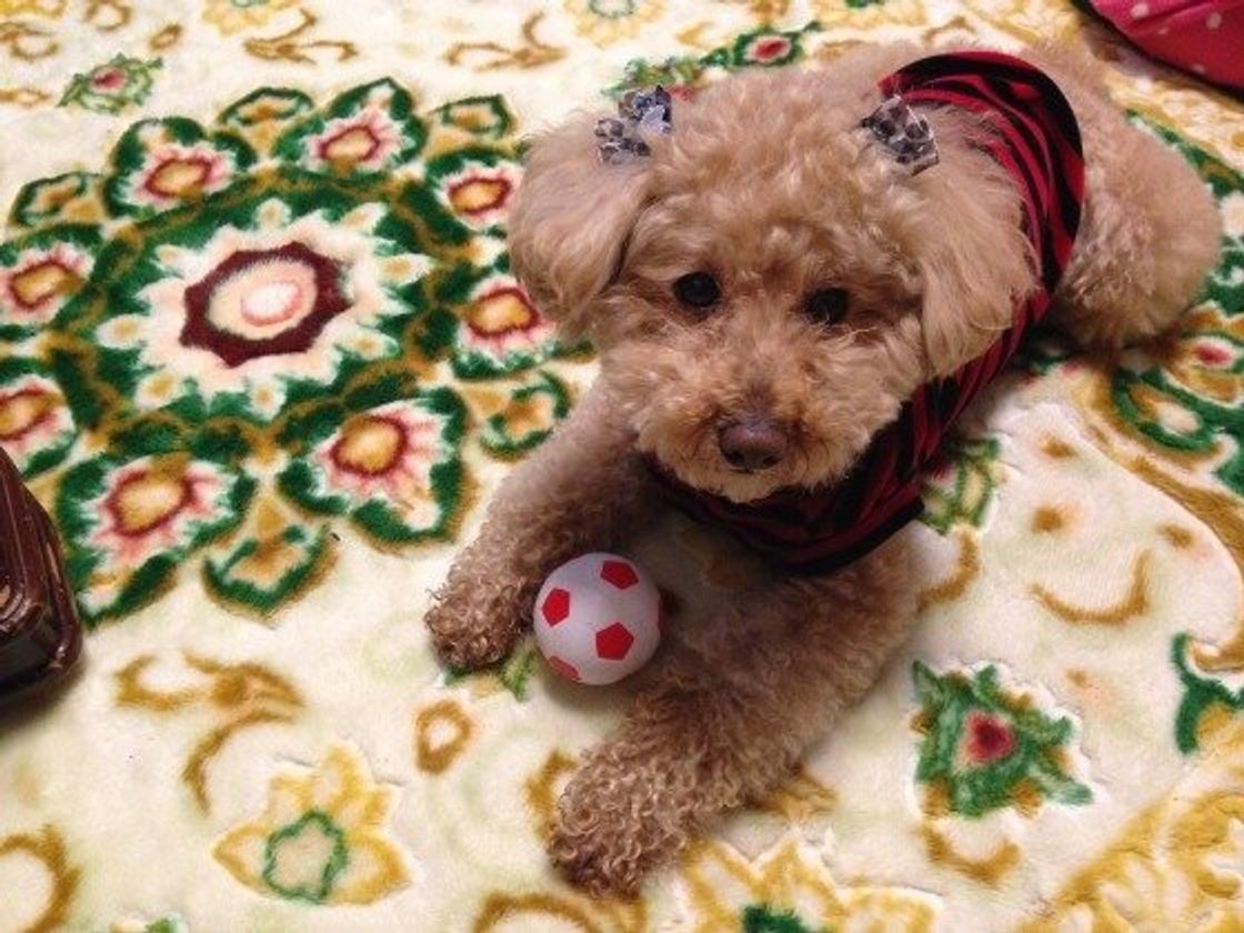 ヨーグルトは犬に与えても大丈夫 健康へのメリットとデメリットは いぬのきもちweb Magazine ヨーグルトは犬に与えても大丈夫 健康へのメリットとデメリットは いぬのきもちweb Magazine