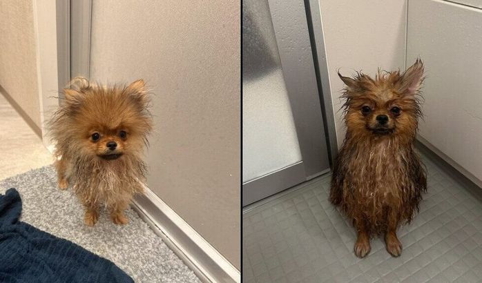 ミルモくんのビフォーアフター写真