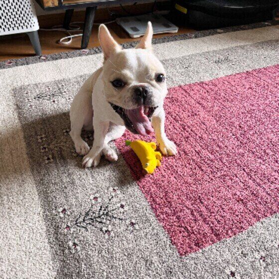 おもちゃに喜ぶフレンチ・ブルドッグの女の子