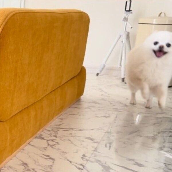 お姉ちゃんが帰ってきて喜ぶぽんちゃん