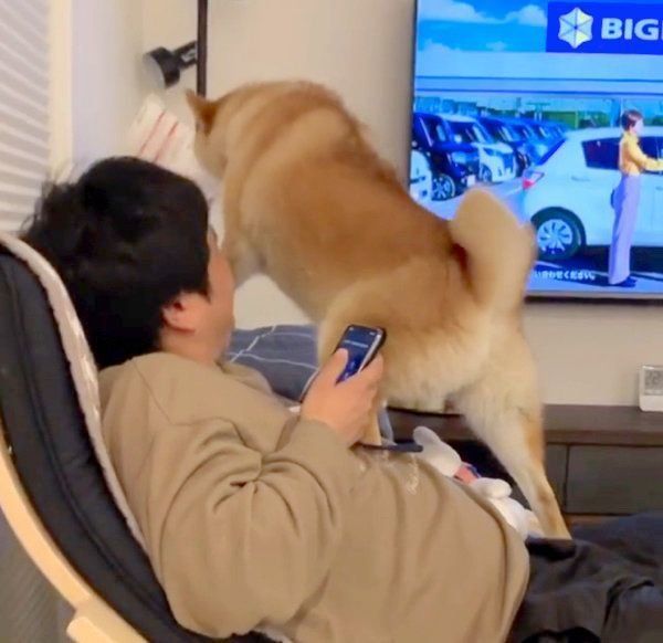 パパさんの邪魔をする味噌ちゃん