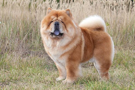 チャウ・チヤウ