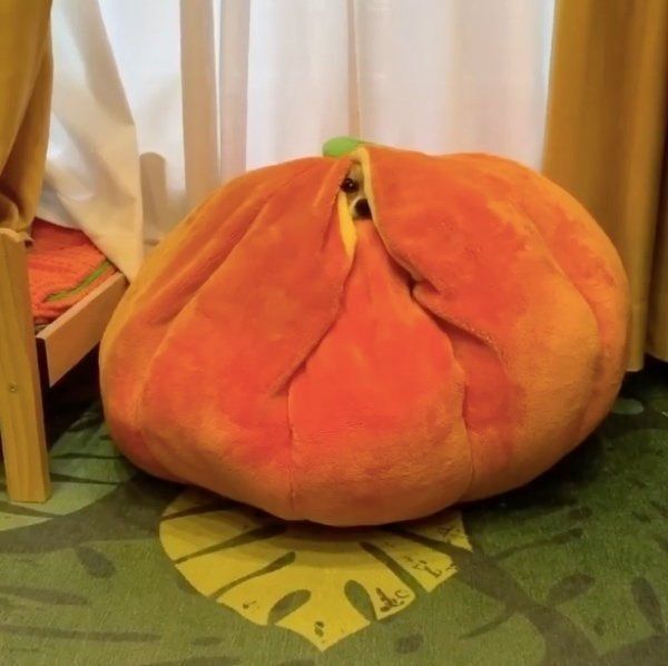 巨大かぼちゃの中にいるワンコたち