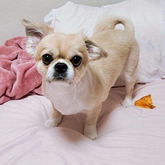 キュートなお鼻のモカちゃん