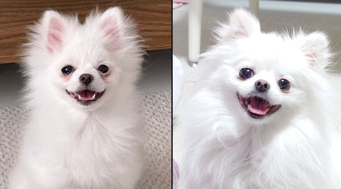 おこめちゃんの成長ビフォーアフター