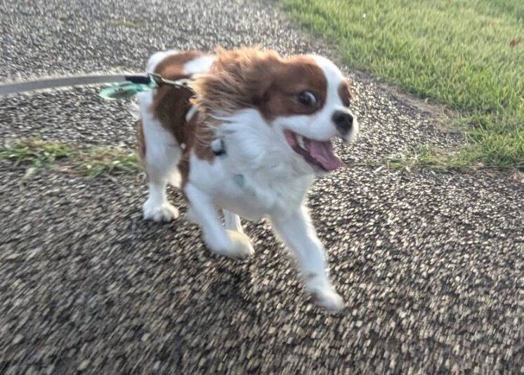 1才のキャバリア・キング・チャールズ・スパニエル