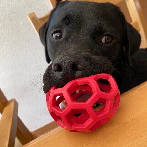 見つめるラブラドール・レトリーバー