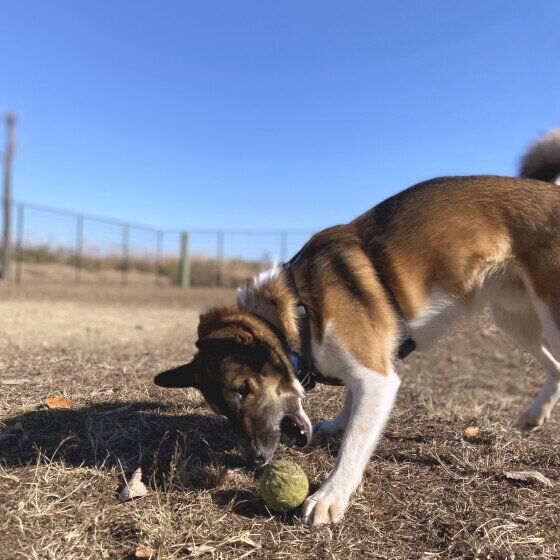 ボール遊びをするウニくん