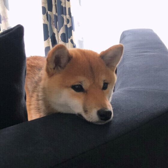 柴のはなちゃん