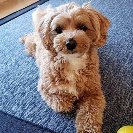 犬が自分の前足を「なめる」「噛む」理由 いぬのきもち