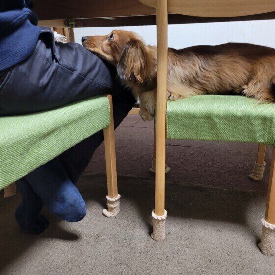 ミニチュア・ダックスフンドのロビンくん