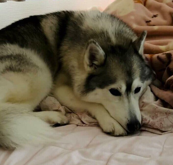 具合の悪い娘さんの足元で寄り添うアリスちゃん