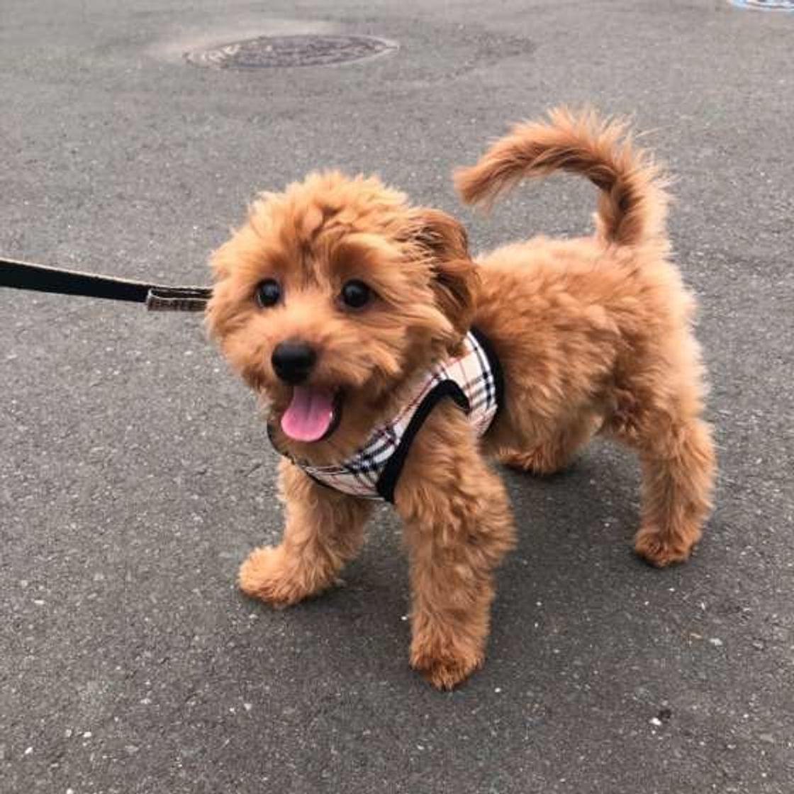 小型犬のお散歩の時間の適量は 散歩は歩くだけが目的ではない いぬのきもちweb Magazine 小型犬のお散歩の時間の適量は 散歩は歩くだけが目的ではない いぬのきもちweb Magazine