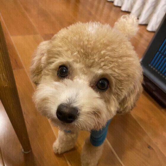 見つめるトイ・プードル