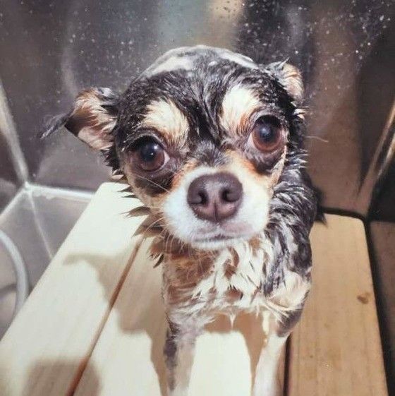 シャンプーをしてもらうチワワ