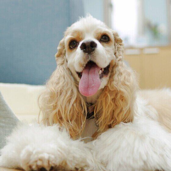 アメリカン・コッカー・スパニエルのリタちゃん♪