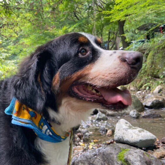 バーニーズ・マウンテン・ドッグのだいなちゃん