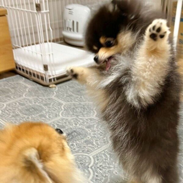 秋田くんに襲いかかる小町ちゃん