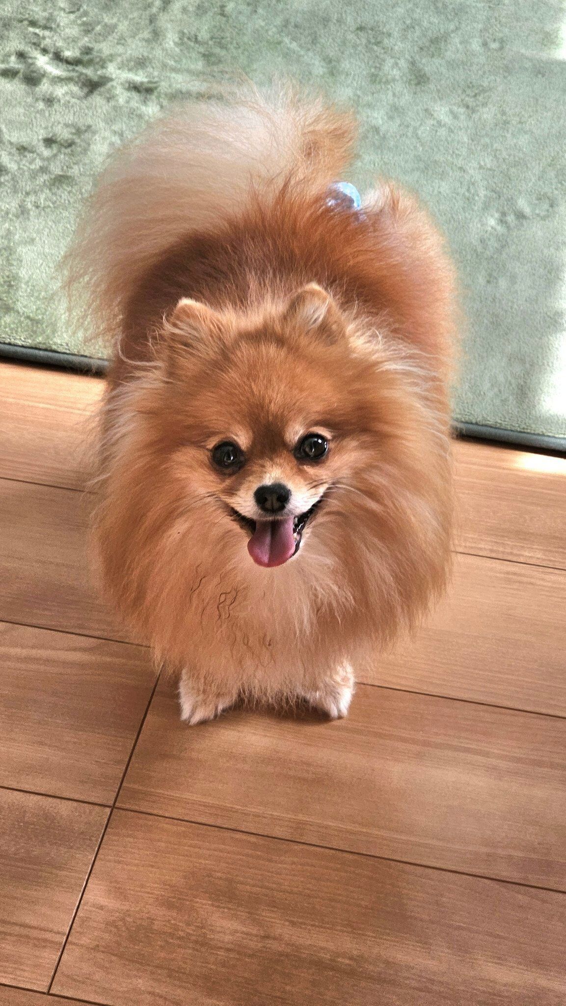 にこにこ笑顔のポメラニアン