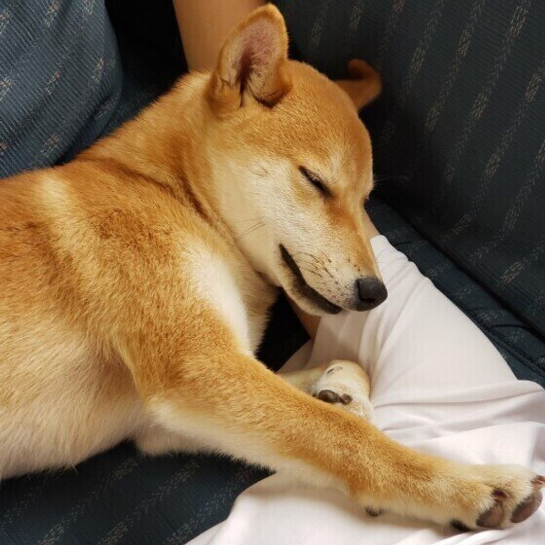 犬と一緒に寝ている飼い主さんは約6割 まさかのアクシデントも 注意点を解説 いぬのきもちweb Magazine 犬と一緒に寝ている飼い主さんは約6割 まさかのアクシデントも 注意点を解説 いぬのきもちweb Magazine