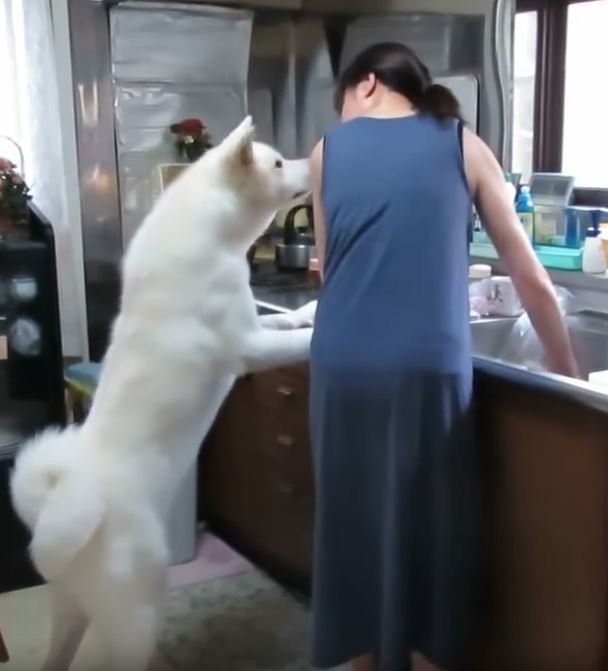 秋田犬ゆうきくん