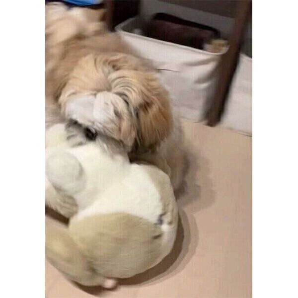 ぬいぐるみをくわえるほっぷくん