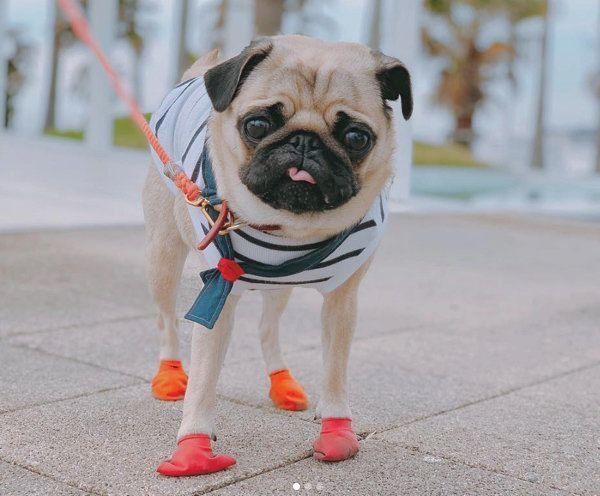 パグのぱぐぞうくん