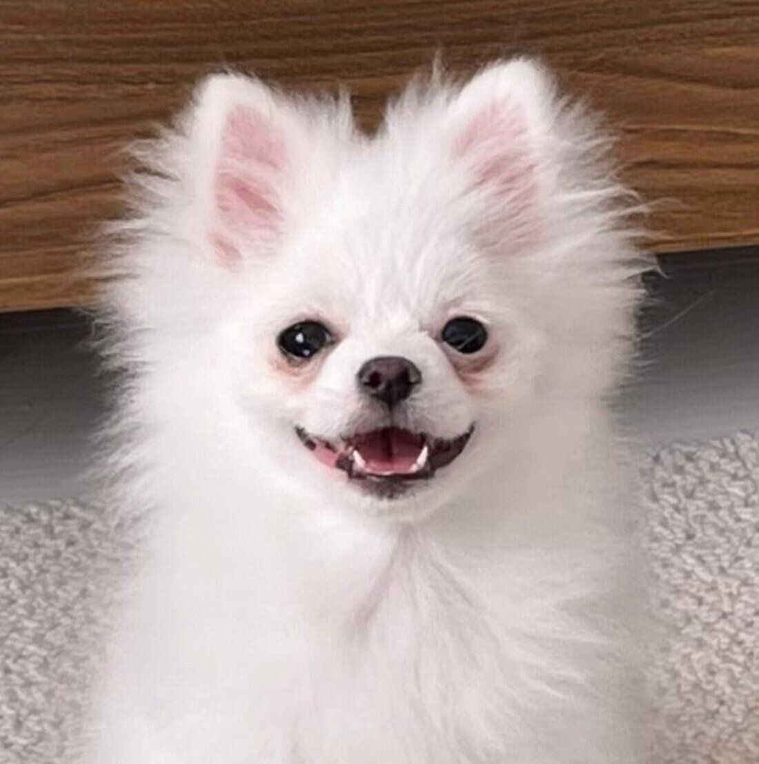 生後5カ月のころに撮影したおこめちゃん