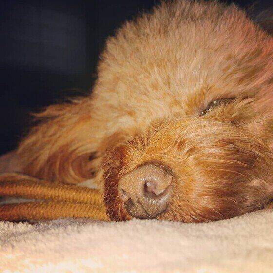 眠るトイ・プードル