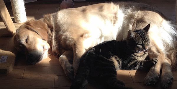 ゴールデン・レトリーバーと猫