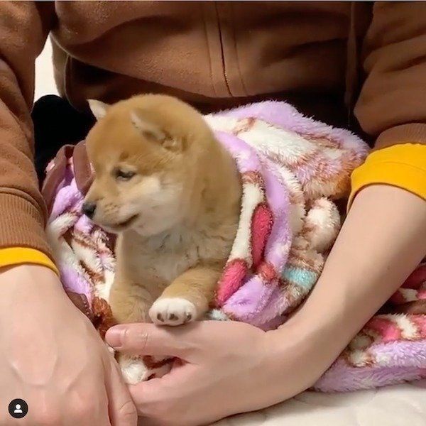 おうちに来た頃のうにくん