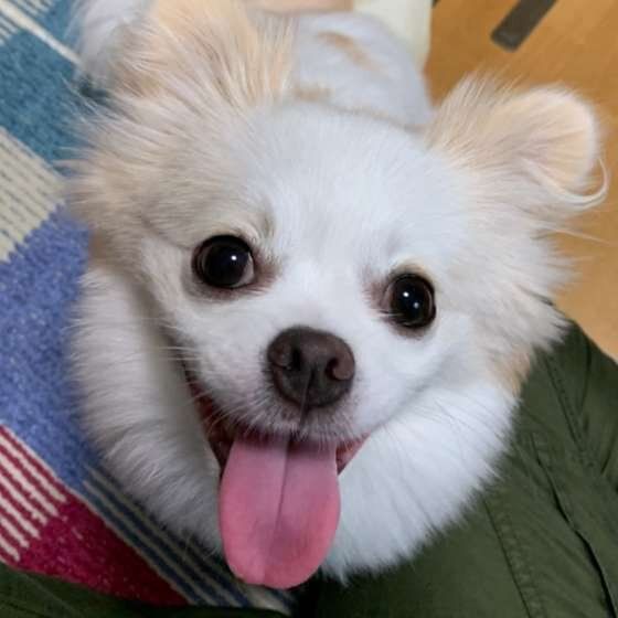 にっこり笑顔の犬