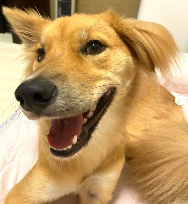 笑顔の嵐丸くん