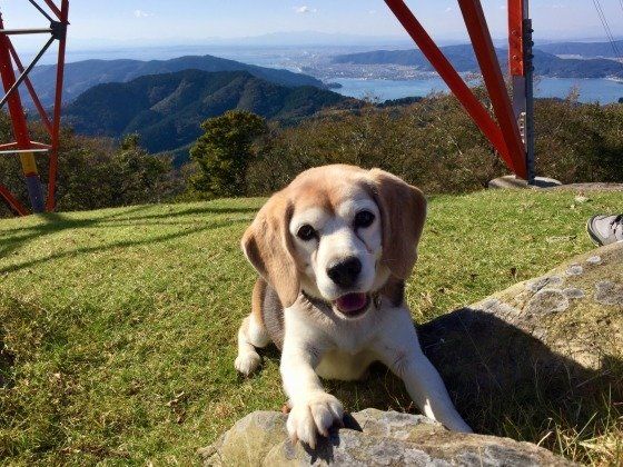 綺麗な絶景と可愛いわんこ