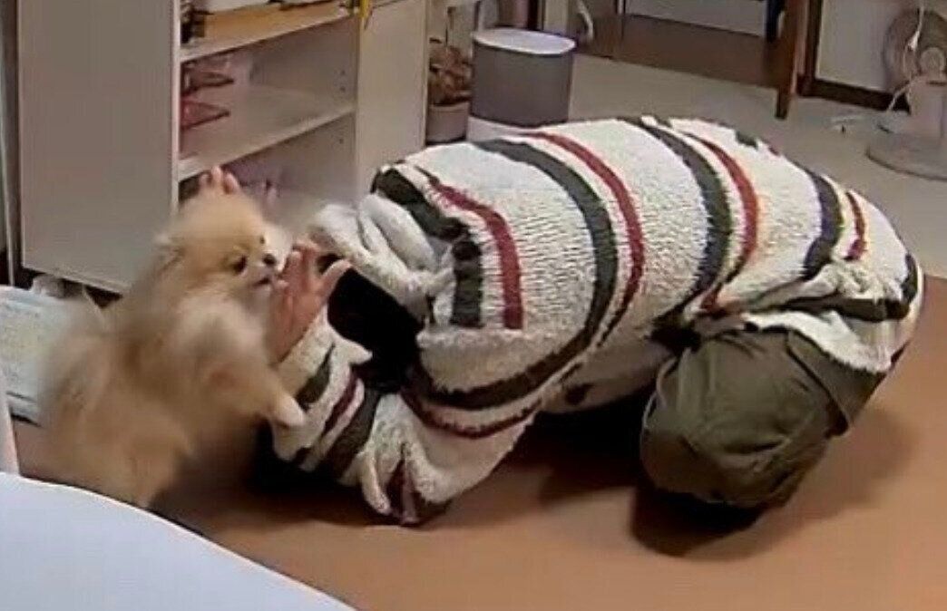 出張から帰宅したパパさんの手をなめるなごみちゃん