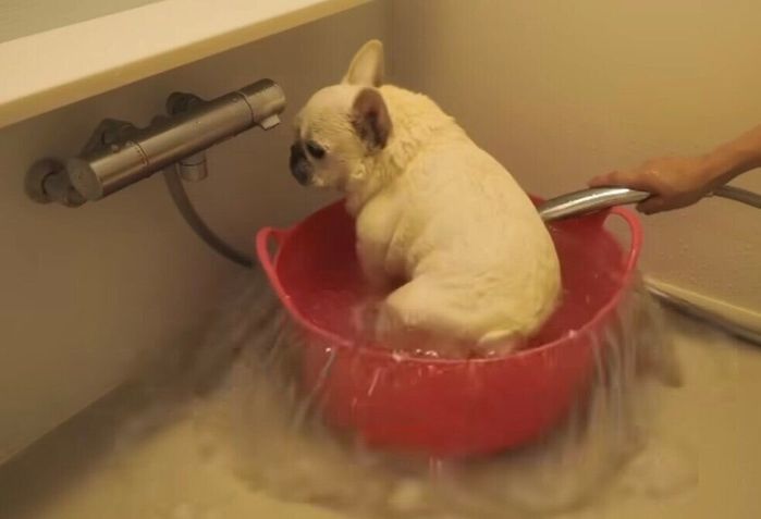 「ざぶーん」とお風呂に入るきなこちゃん